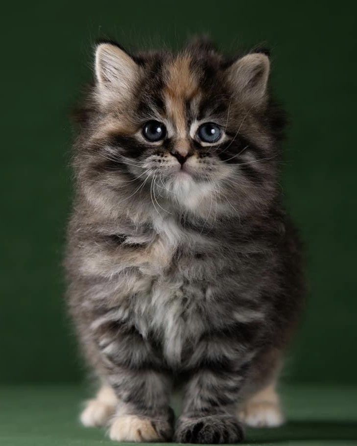 Siberian kitten in a basket